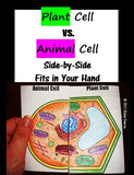 Plant & Animal Cell Comparison Side-by-Side