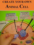Animal Cell Organelle Cut and Paste