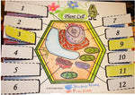 Plant & Animal Cell Foldables