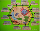Plant Cell Organelle Cut and Paste