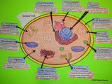 Animal Cell Organelle Cut and Paste