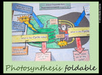 Photosynthesis in Chloroplast Foldable