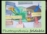 Photosynthesis in Chloroplast Foldable