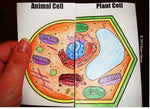 Plant & Animal Cell Comparison Side-by-Side