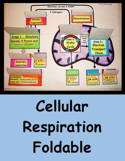 Cellular Respiration Foldable - Mitochondrion