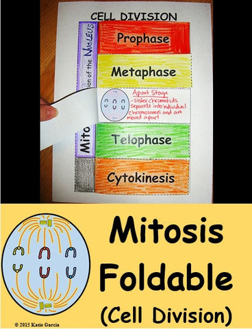 Cell Division & Mitosis Foldable